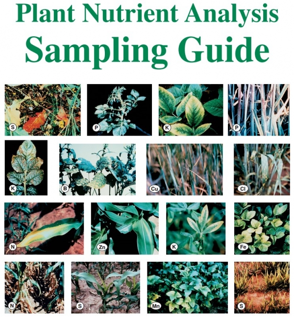 Plant Analysis Sampling Guide - Agvise Laboratories